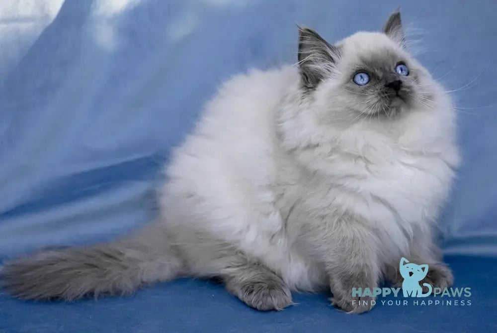 Muffin Ragdoll male blue pointed live animals