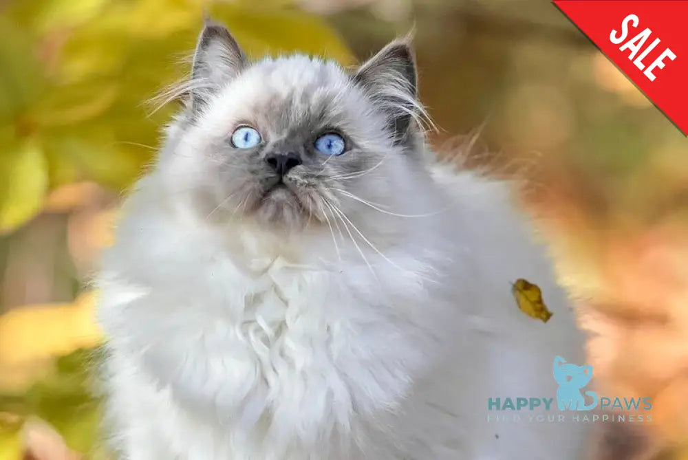 Muffin Ragdoll male blue pointed live animals