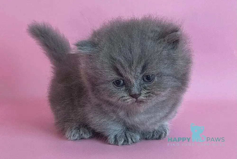 Mulberry Munchkin female blue live animals