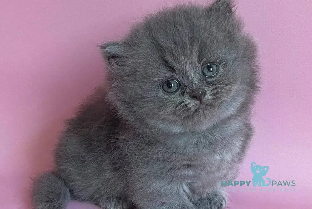 Mulberry Munchkin female blue live animals