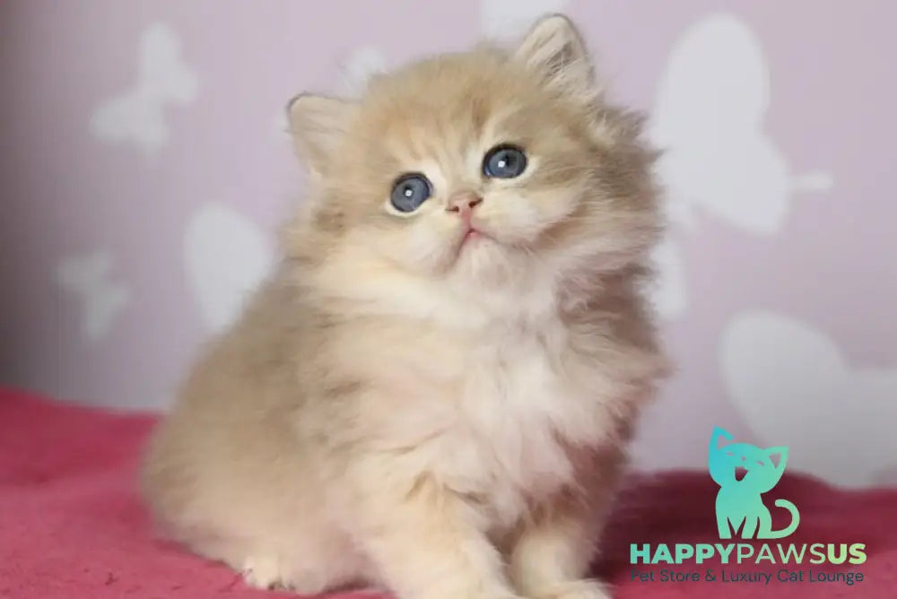 Multic British Longhair male blue golden shaded - live animals