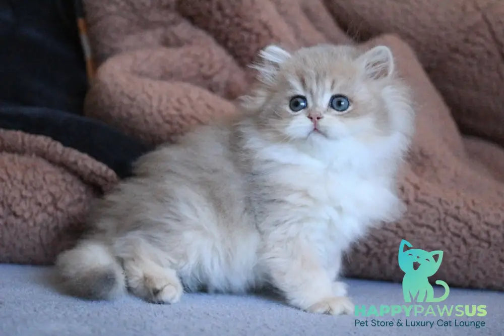 Multic British Longhair male blue golden shaded - live animals