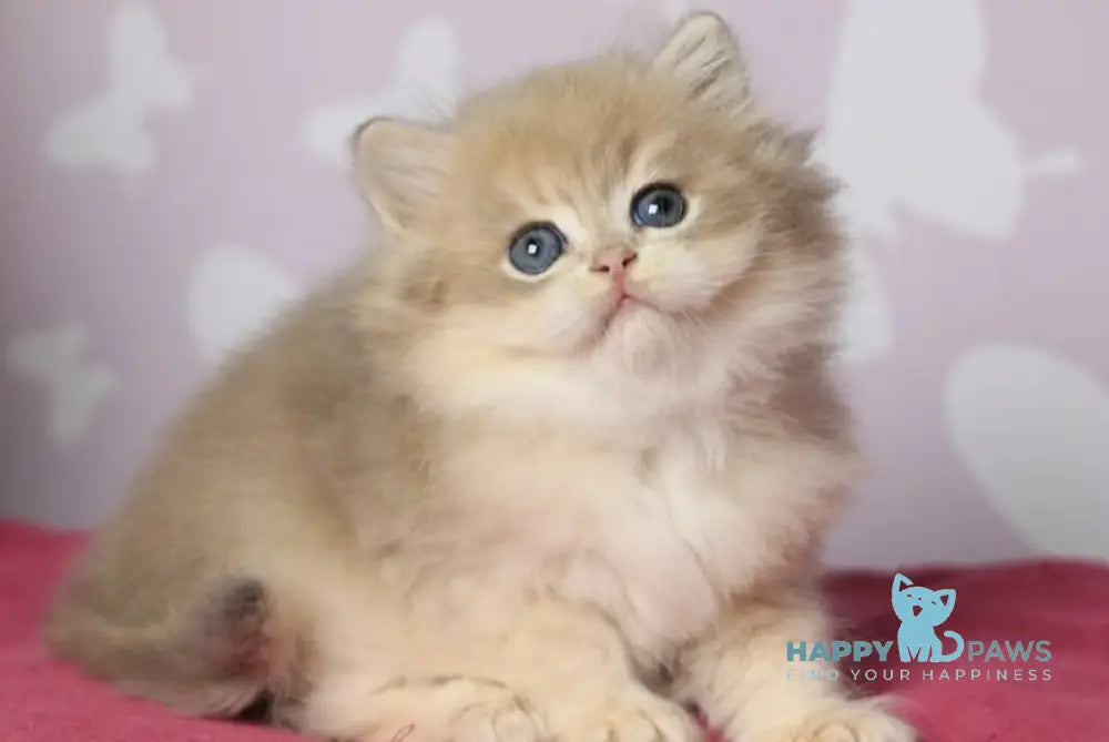 Multic British Longhair male blue golden shaded - live animals