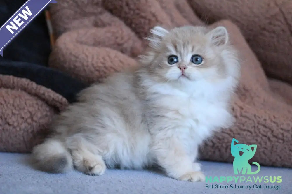 Multic British Longhair male blue golden shaded - live animals