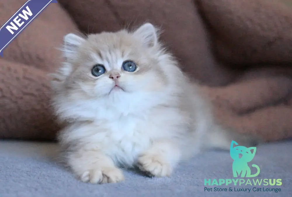 Multic British Longhair male blue golden shaded - live animals