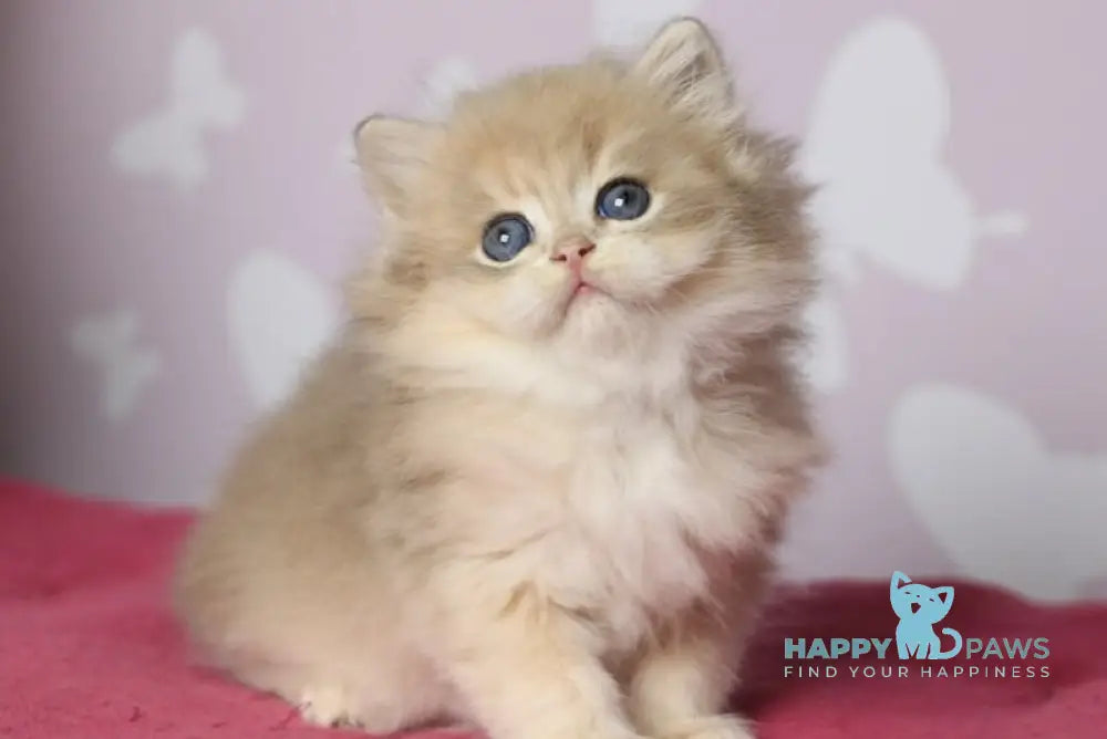 Multic British Longhair male blue golden shaded - live animals