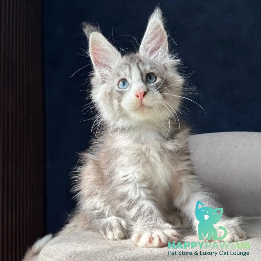 Mummy Troll Maine Coon male black silver spotted tabby with white - live animals
