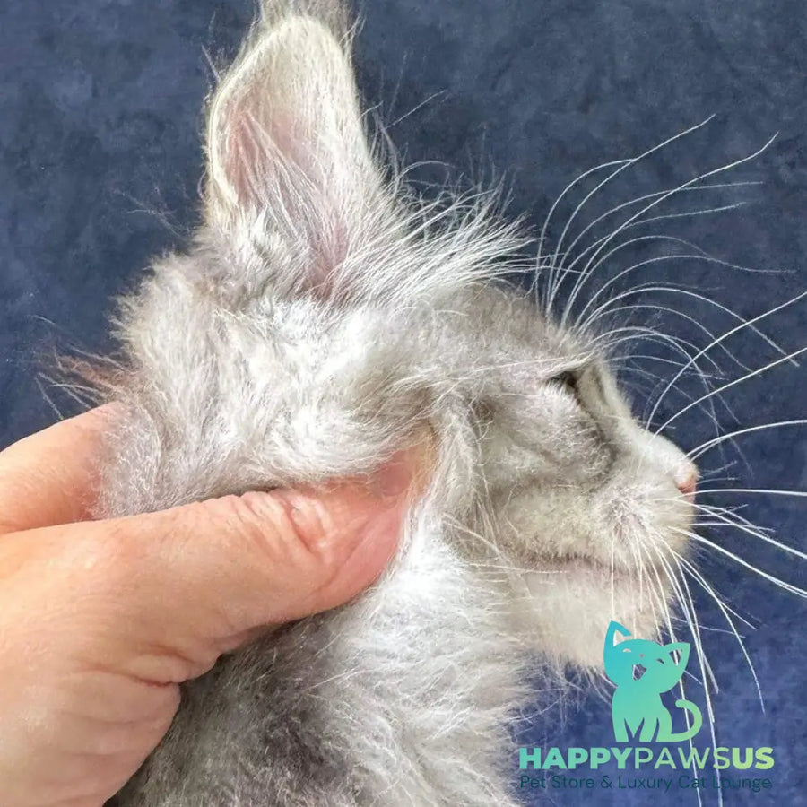 Mummy Troll Maine Coon male black silver spotted tabby with white - live animals