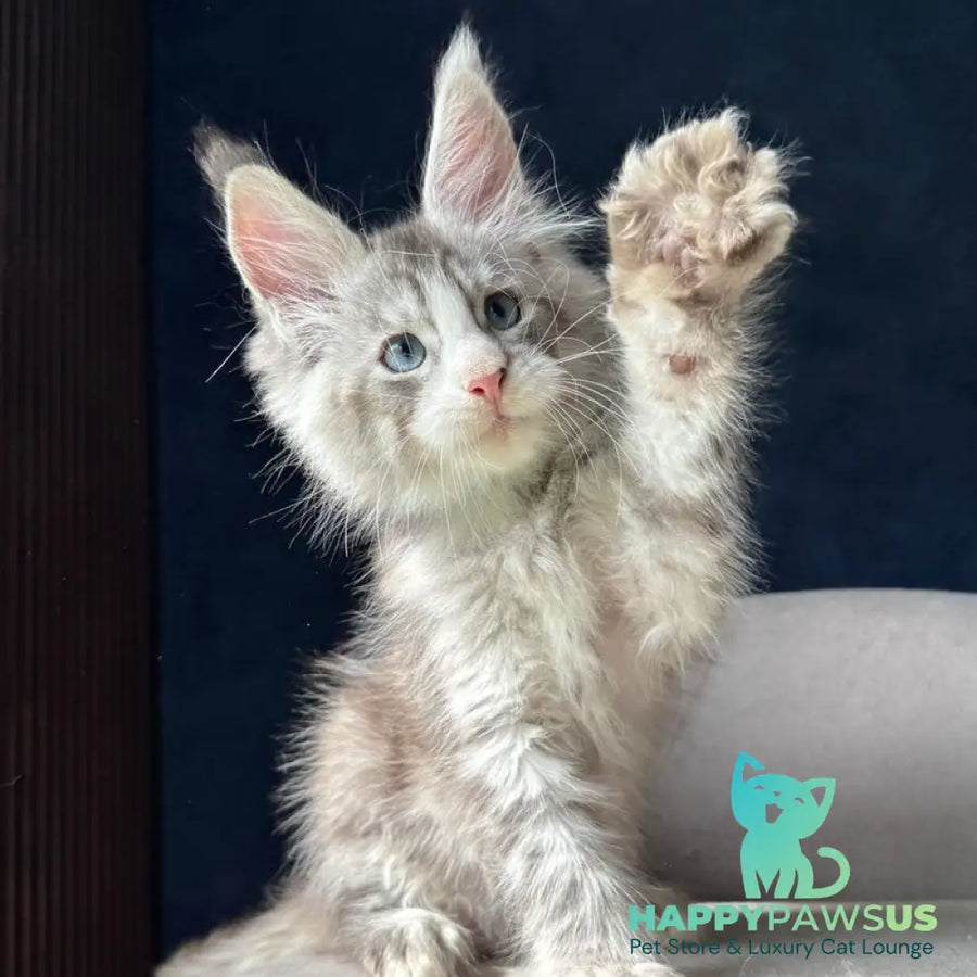 Mummy Troll Maine Coon male black silver spotted tabby with white - live animals