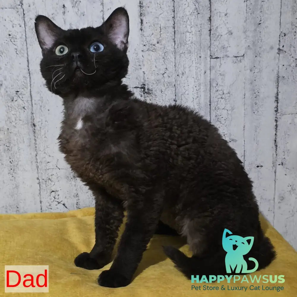 Mun Devon Rex female black with white - live animals
