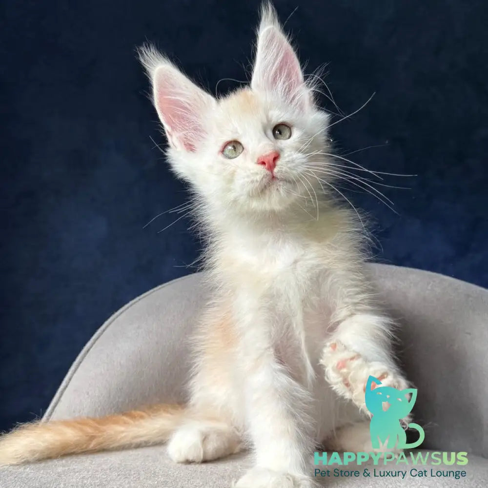 Murat Maine Coon male red silver ticked tabby - live animals