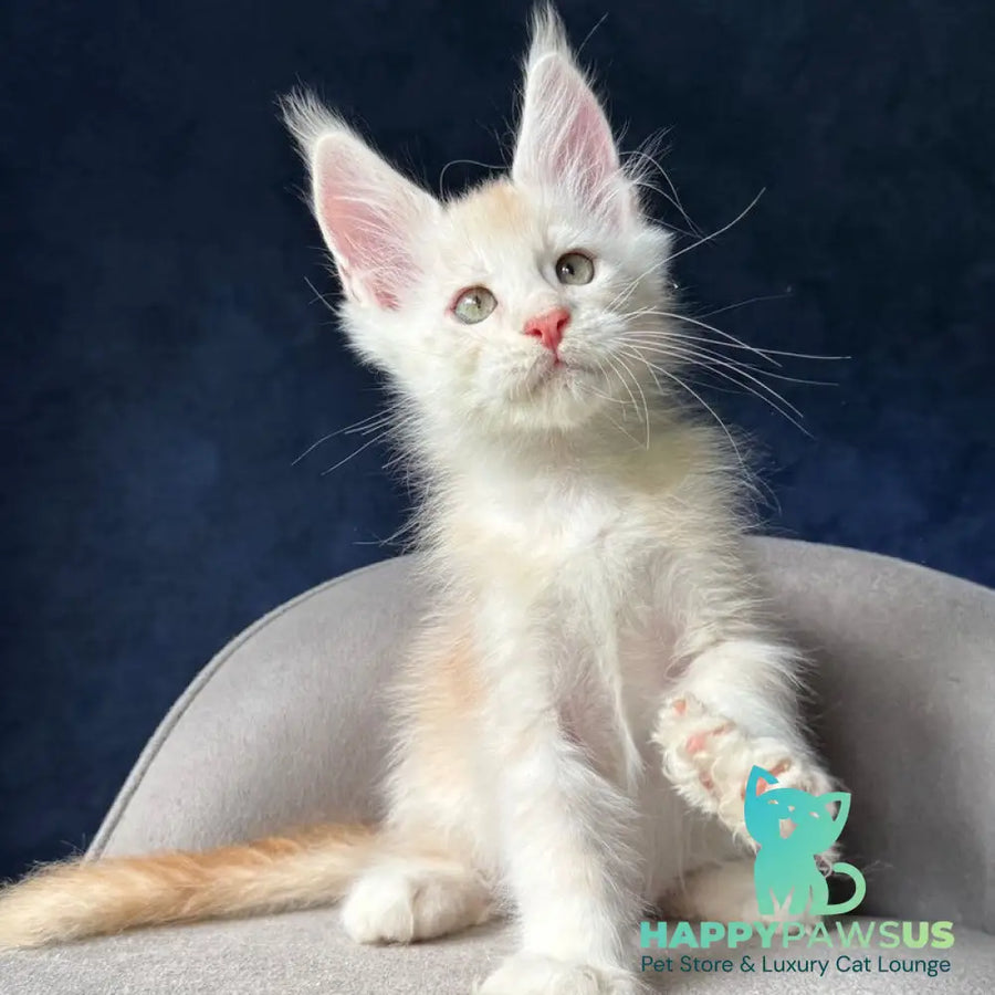 Murat Maine Coon male red silver ticked tabby - live animals