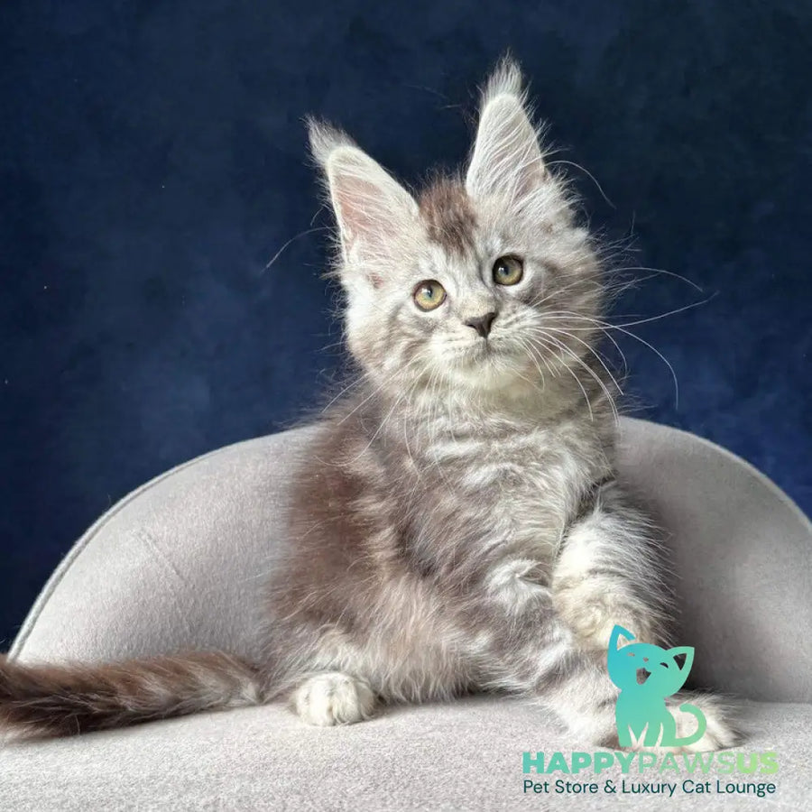 Mushket Maine Coon male black tabby - live animals