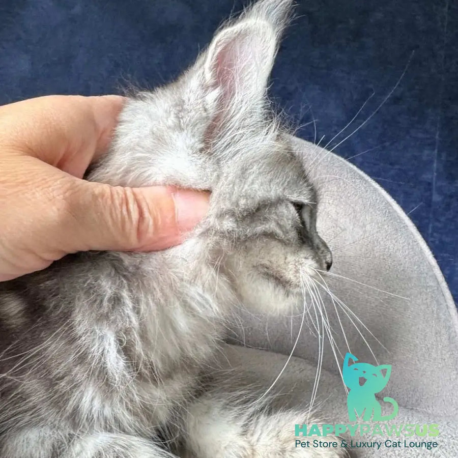 Mushket Maine Coon male black tabby - live animals