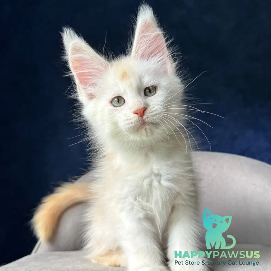 Music Maine Coon female red silver ticked tabby - live animals