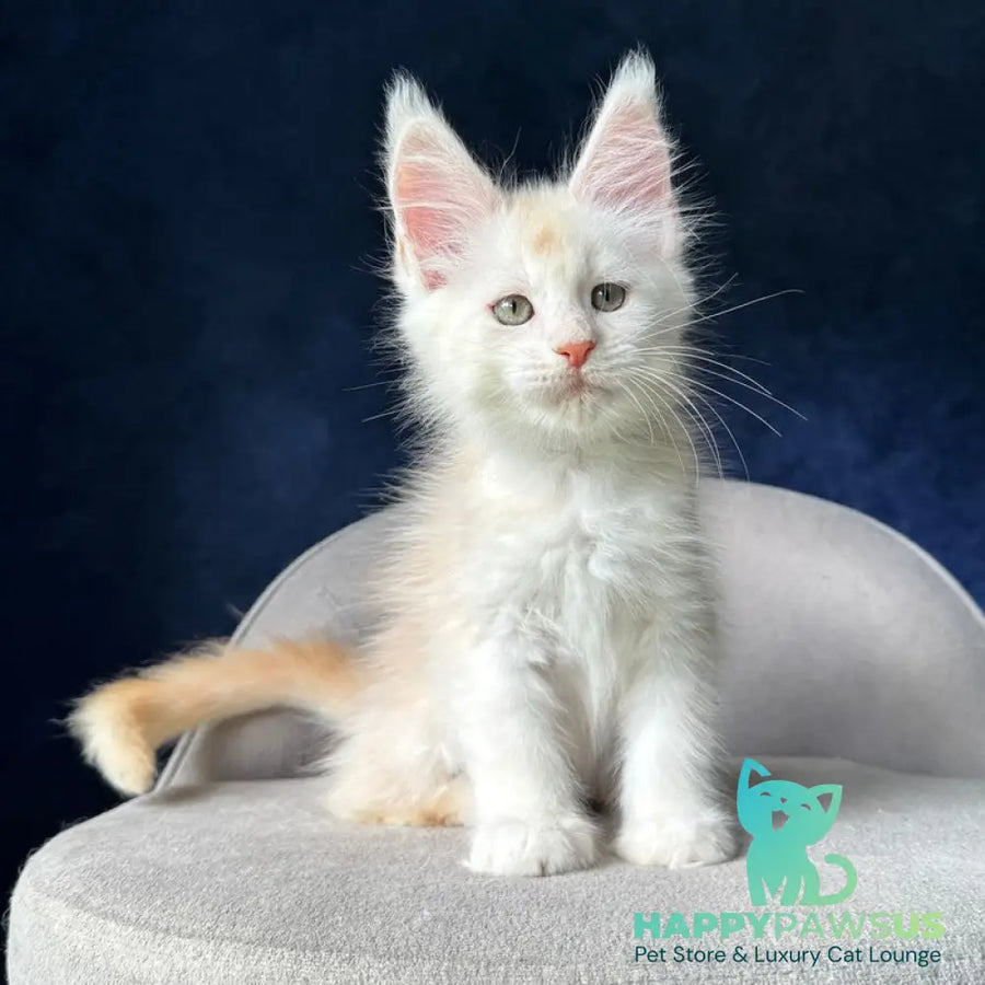 Music Maine Coon female red silver ticked tabby - live animals