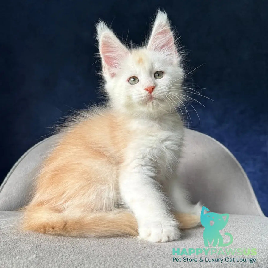 Music Maine Coon female red silver ticked tabby - live animals