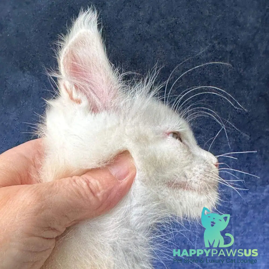Music Maine Coon female red silver ticked tabby - live animals