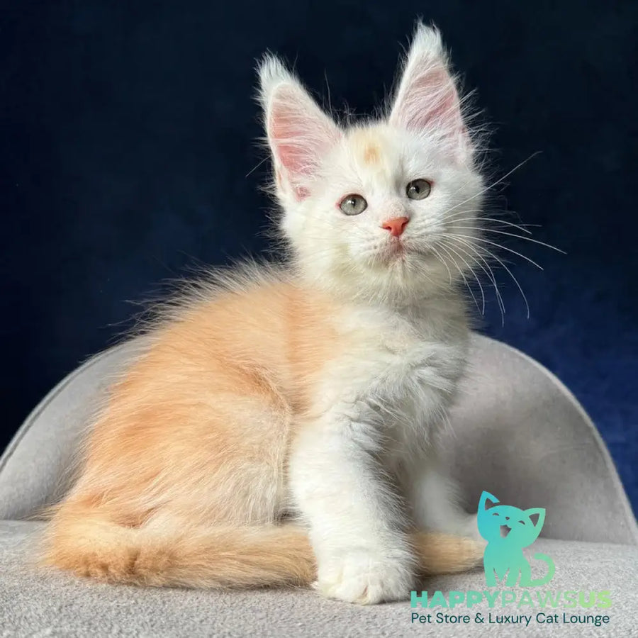 Music Maine Coon female red silver ticked tabby - live animals
