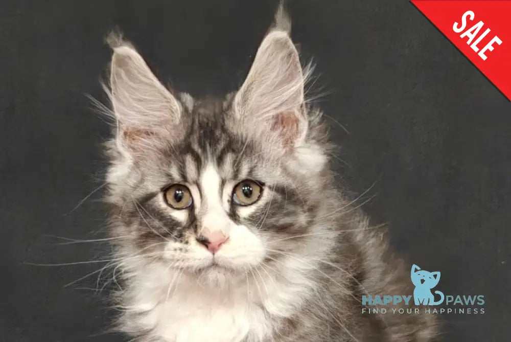 Mustang Maine Coon male black silver tabby with white live animals
