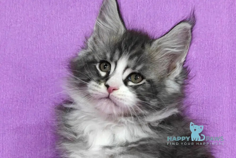 Mustang Maine Coon male black silver tabby with white live animals