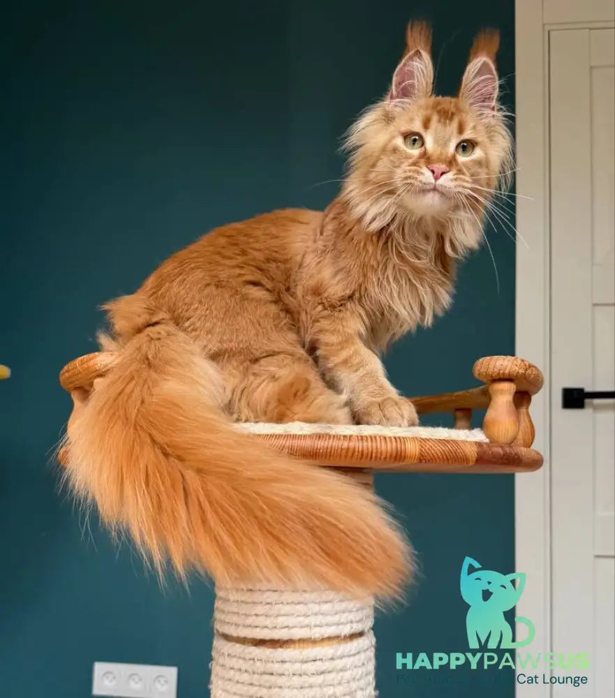 My Banny Maine Coon male red - live animals