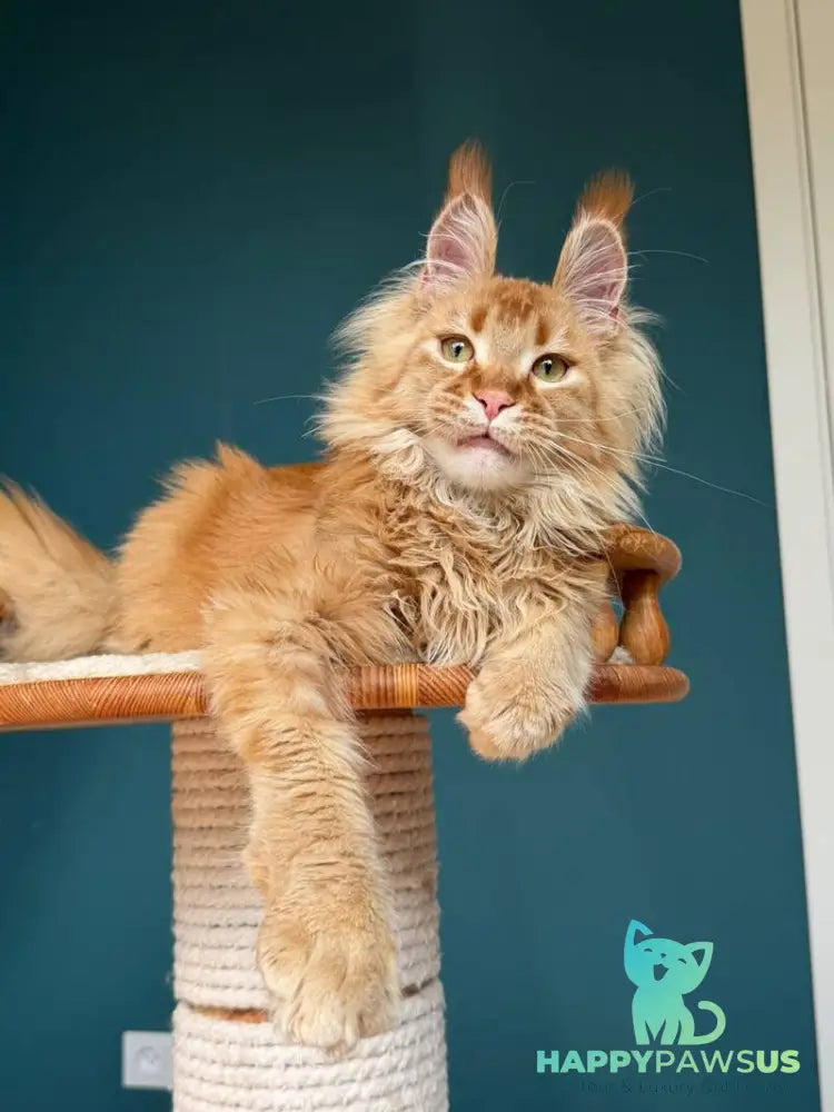 My Banny Maine Coon male red - live animals
