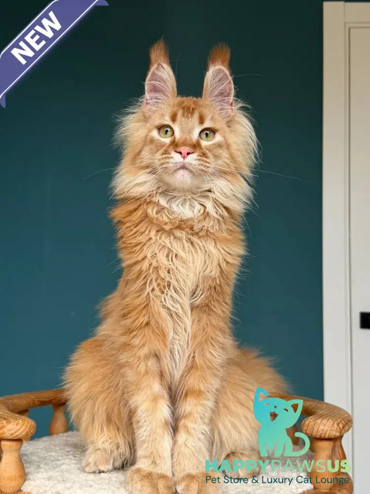 My Banny Maine Coon male red - live animals