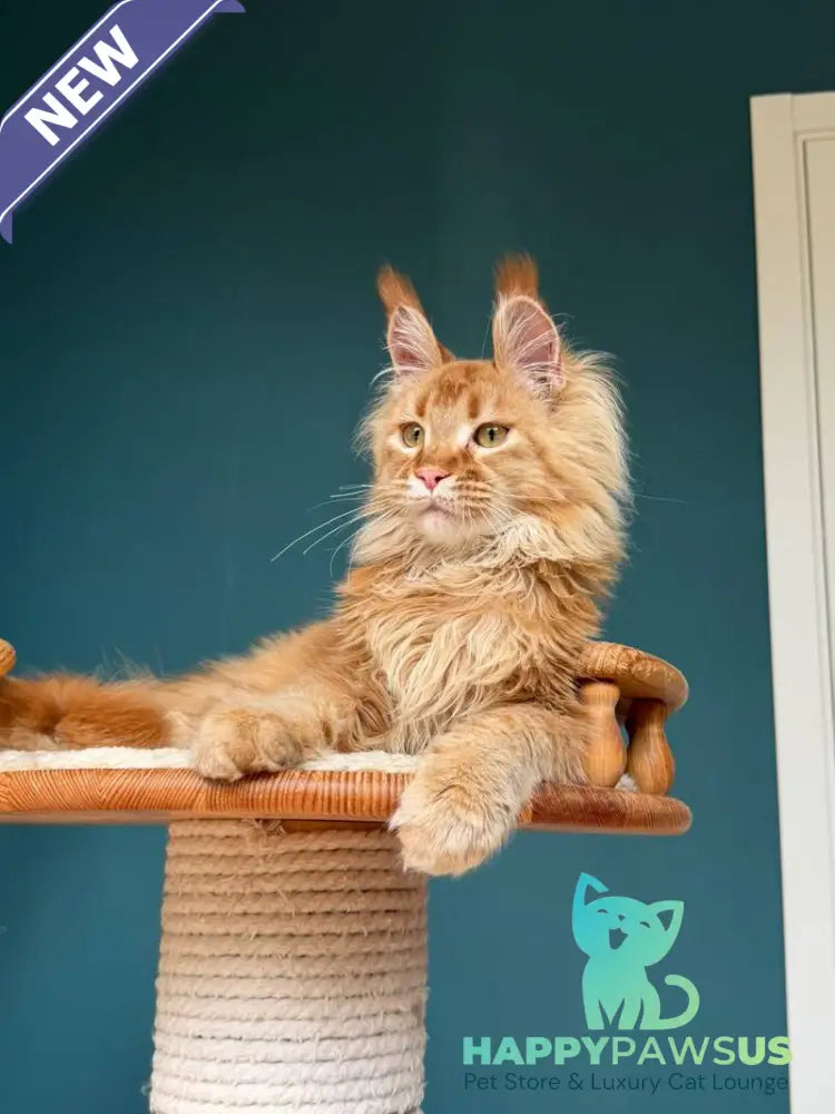 My Banny Maine Coon male red - live animals