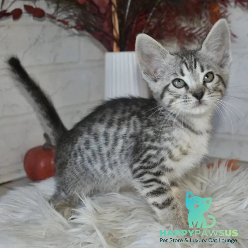 Mysha Savannah female silver - live animals
