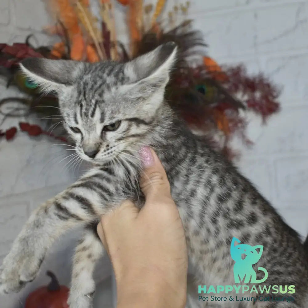 Mysha Savannah female silver - live animals