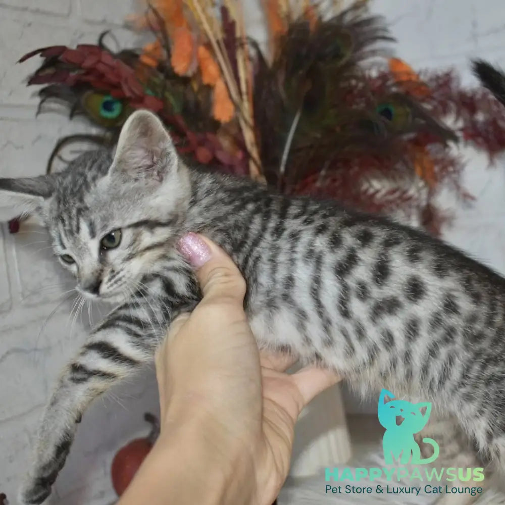 Mysha Savannah female silver - live animals