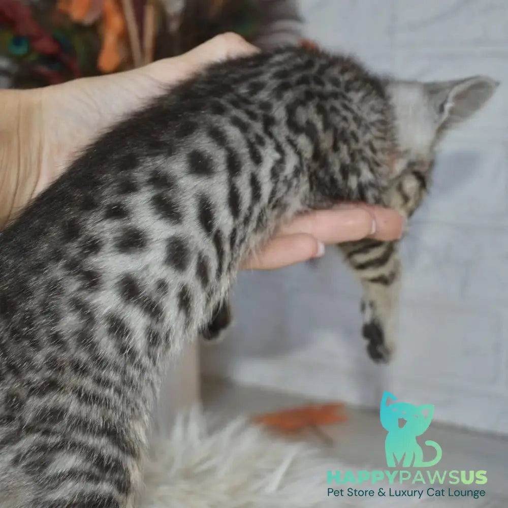 Mysha Savannah female silver - live animals