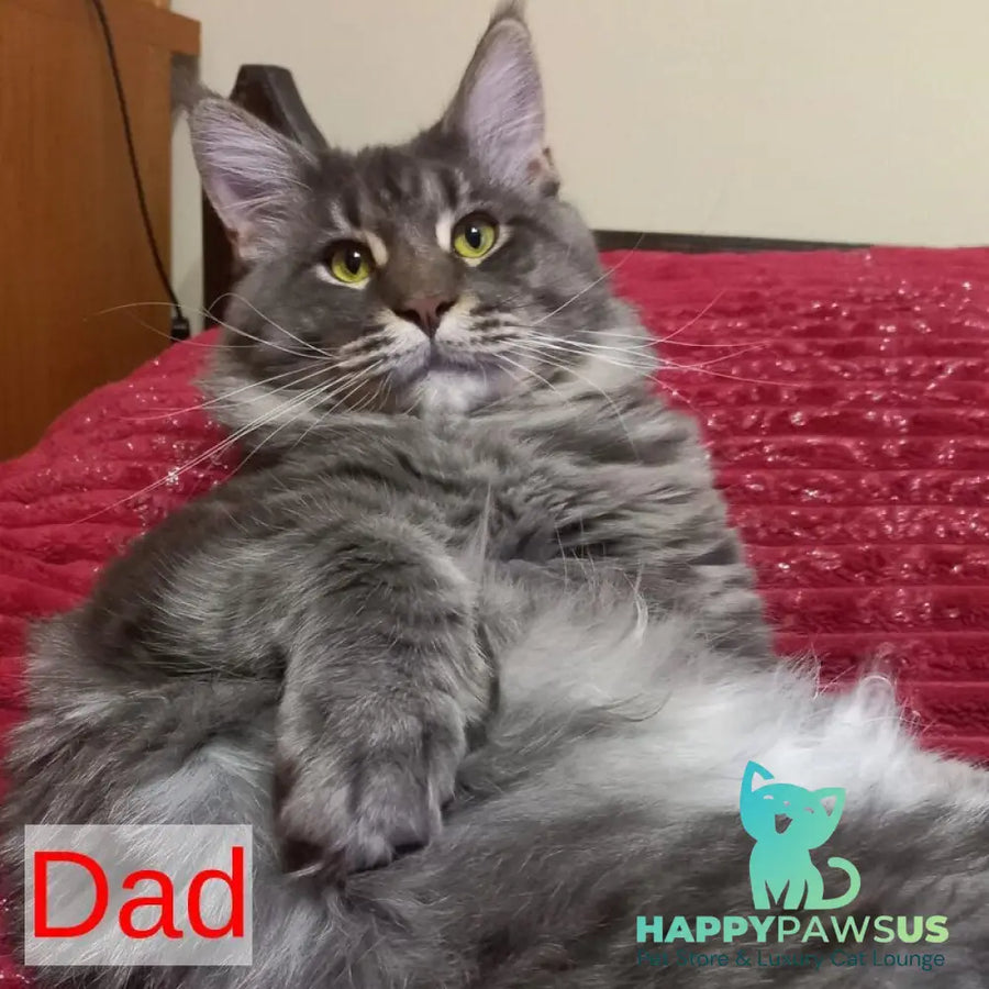 Mystic Maine Coon polydactyl 6x6x6x6 male black tabby - live animals