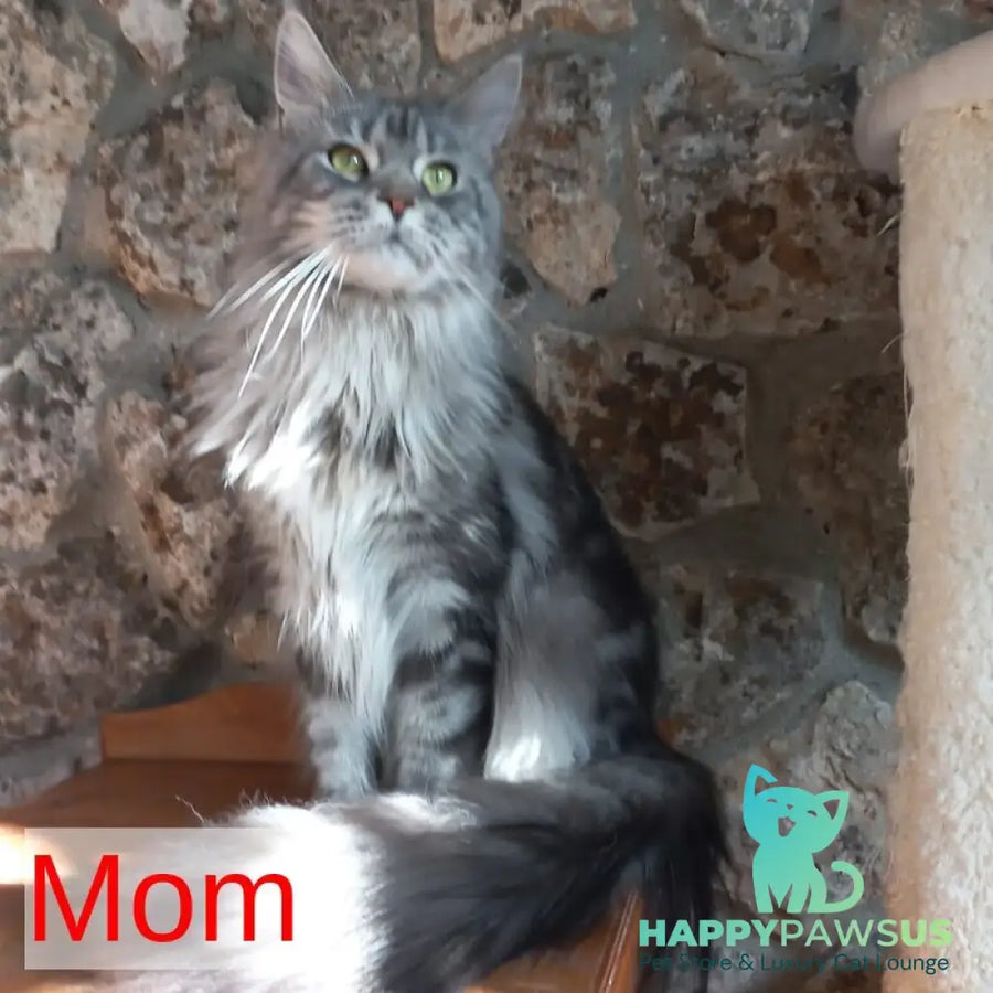 Mystic Maine Coon polydactyl 6x6x6x6 male black tabby - live animals