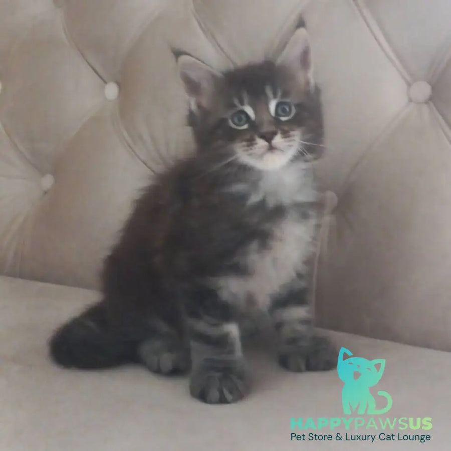 Mystic Maine Coon polydactyl 6x6x6x6 male black tabby - live animals