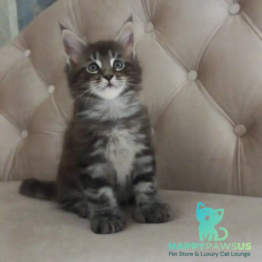 Mystic Maine Coon polydactyl 6x6x6x6 male black tabby - live animals