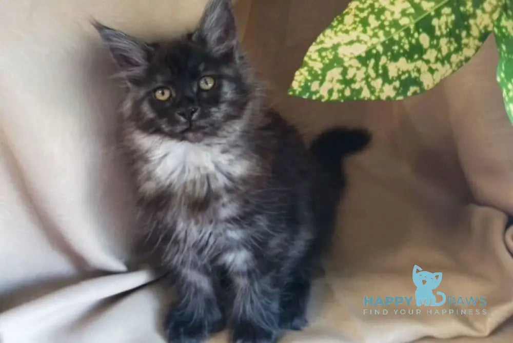 Nadia Maine Coon female black smoke live animals