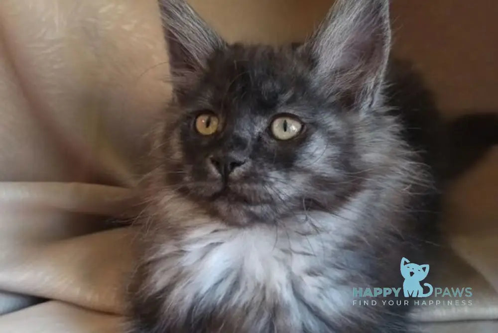 Nadia Maine Coon female black smoke live animals
