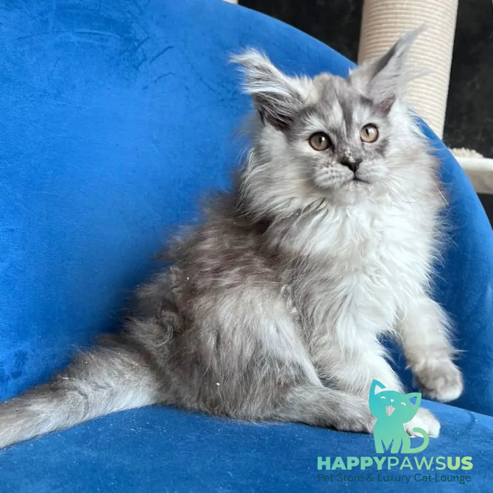 Nаdin Maine Coon female black tortie silver bicolour - live animals