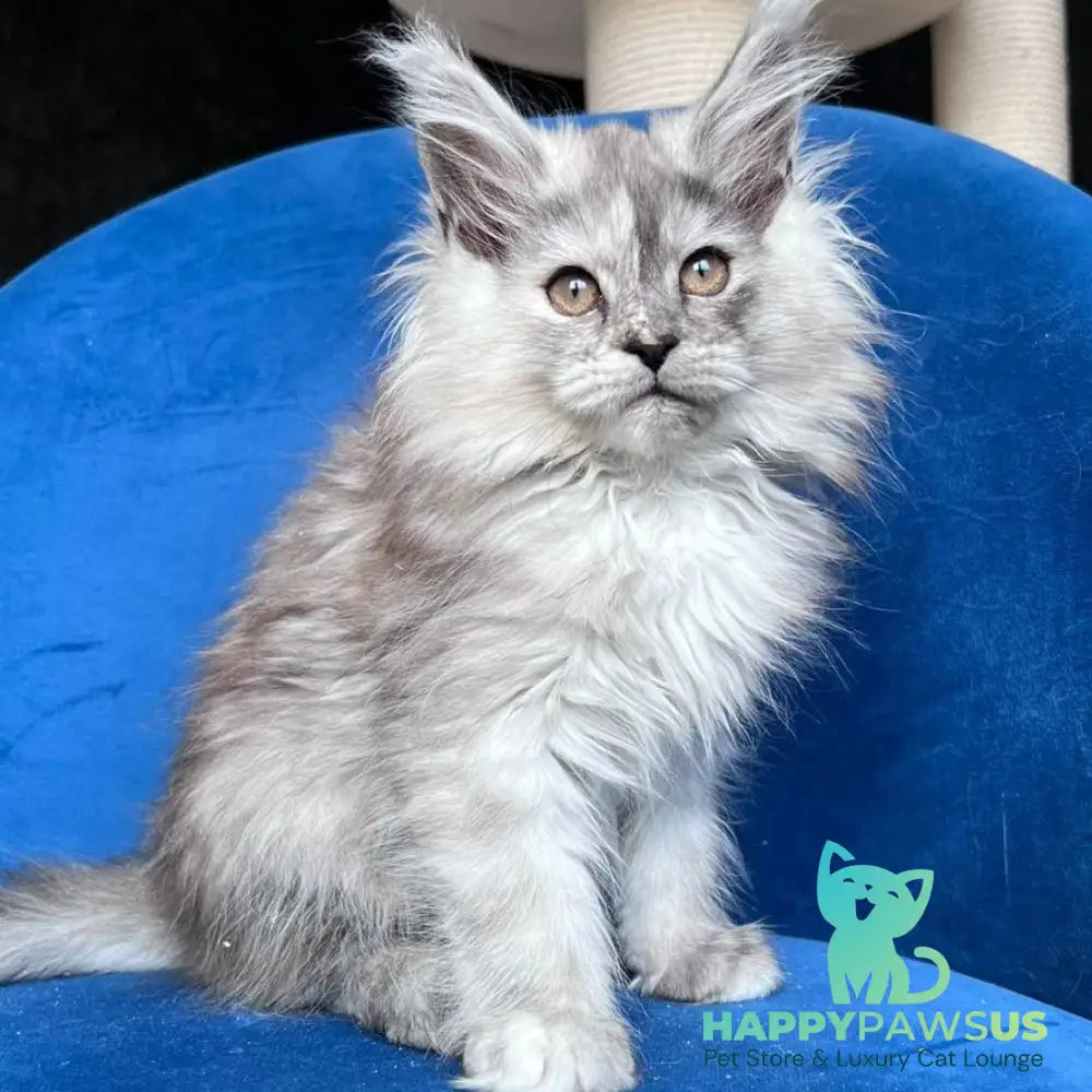 Nаdin Maine Coon female black tortie silver bicolour - live animals