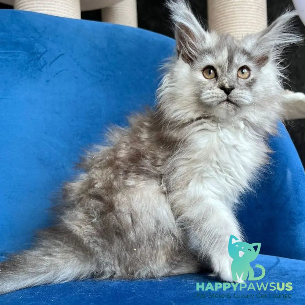 Nаdin Maine Coon female black tortie silver bicolour - live animals