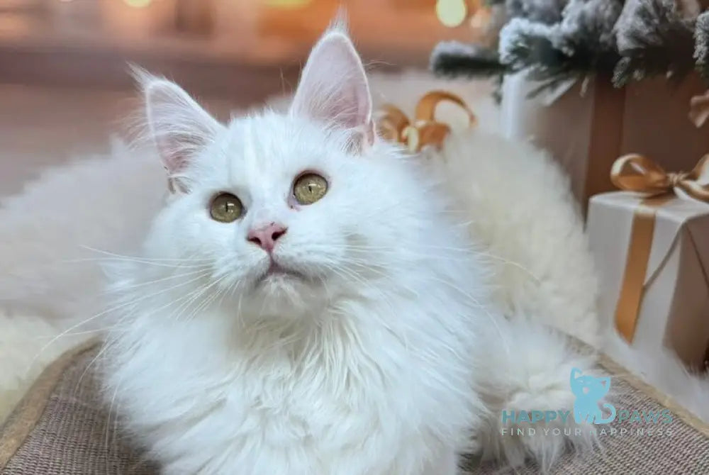 Naf-Naf Maine Coon female white live animals