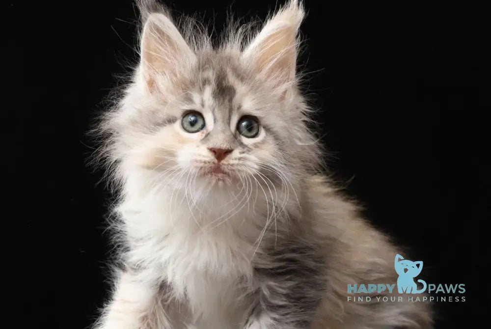 Naicie Maine Coon female blue tortie silver tabby bicolour live animals