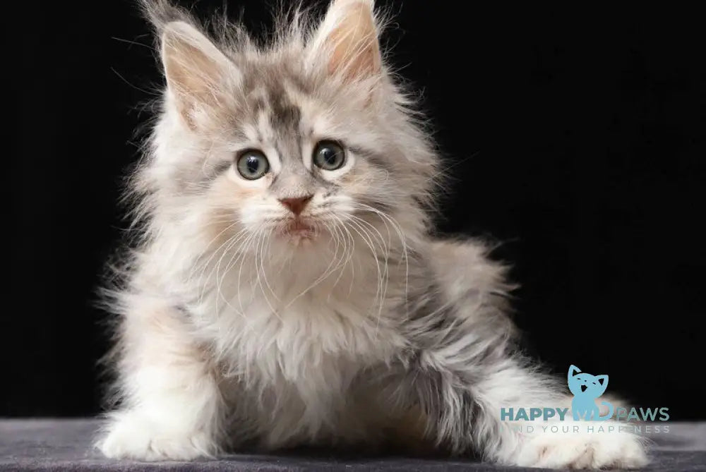 Naicie Maine Coon female blue tortie silver tabby bicolour live animals