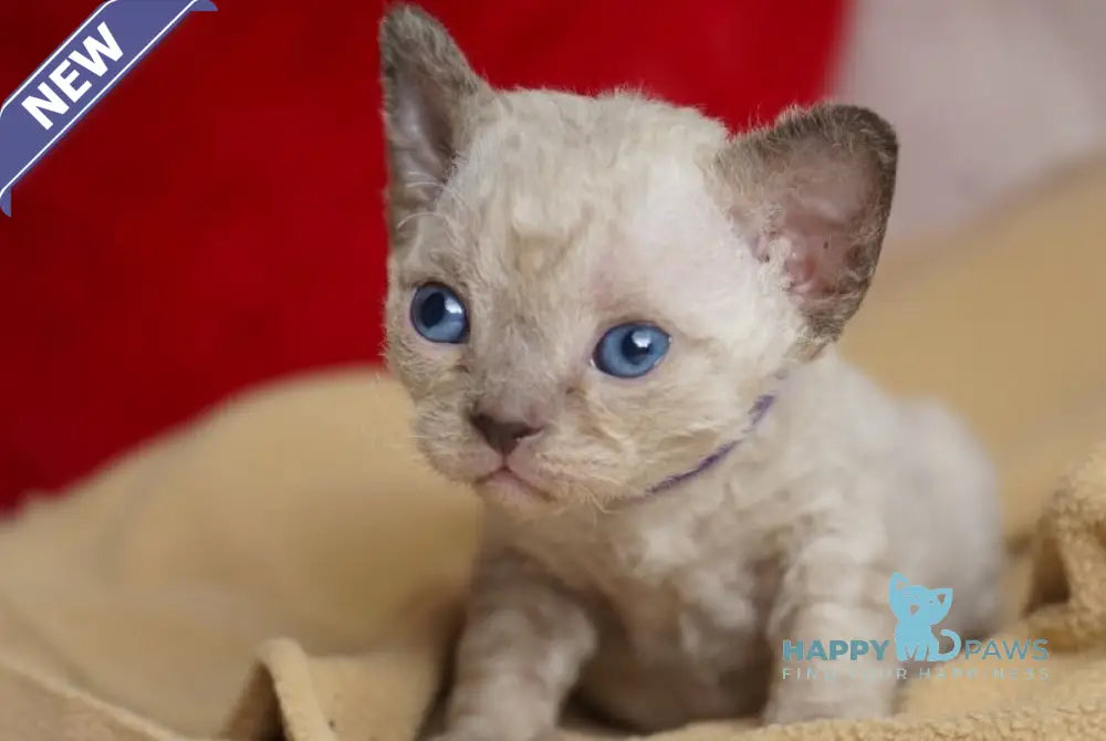 Naila Devon Rex female chocolate pointed - live animals