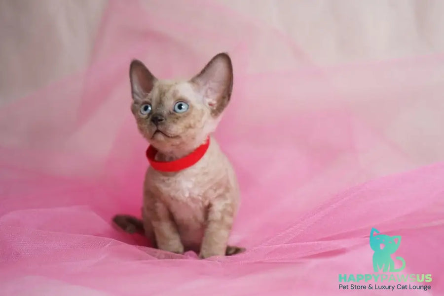 Naila Devon Rex female chocolate pointed - live animals