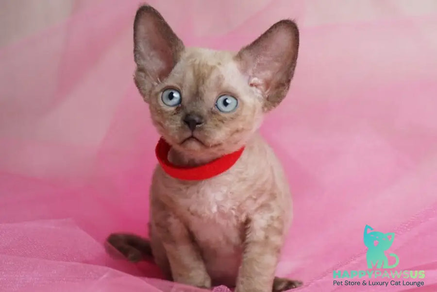 Naila Devon Rex female chocolate pointed - live animals
