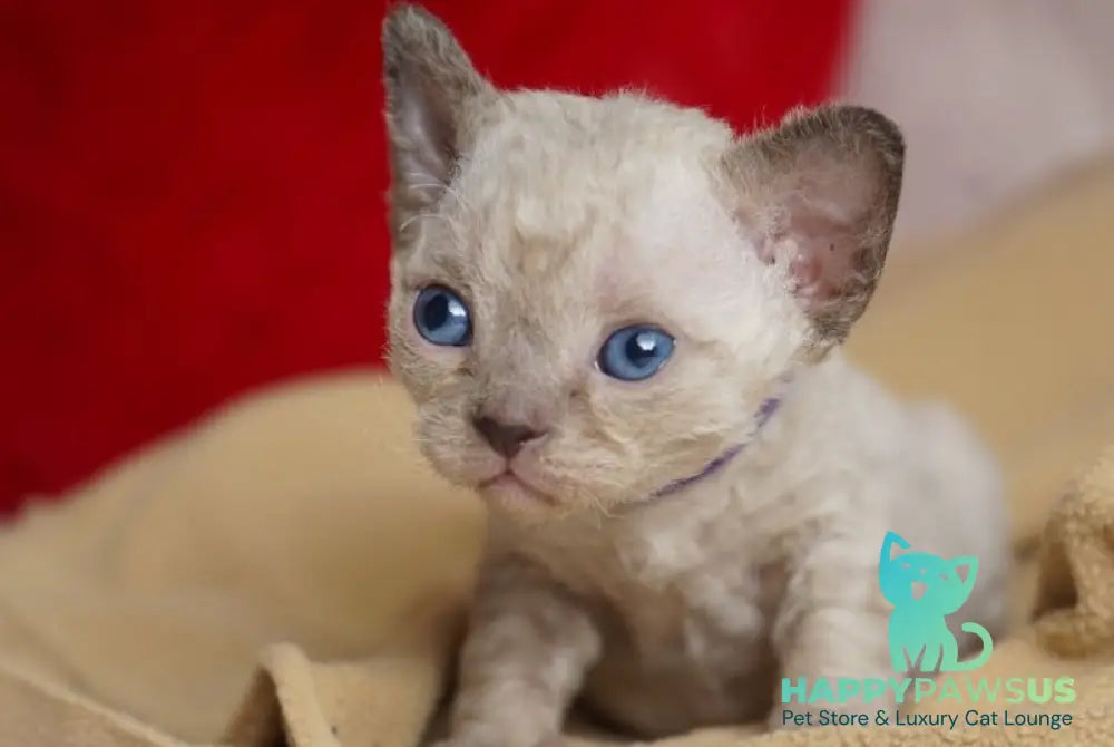 Naila Devon Rex female chocolate pointed - live animals