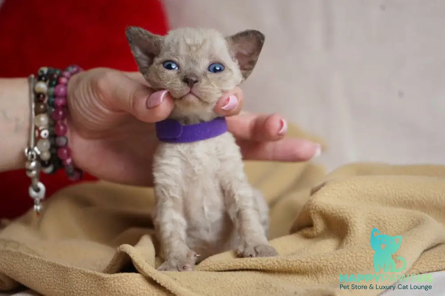 Naila Devon Rex female chocolate pointed - live animals